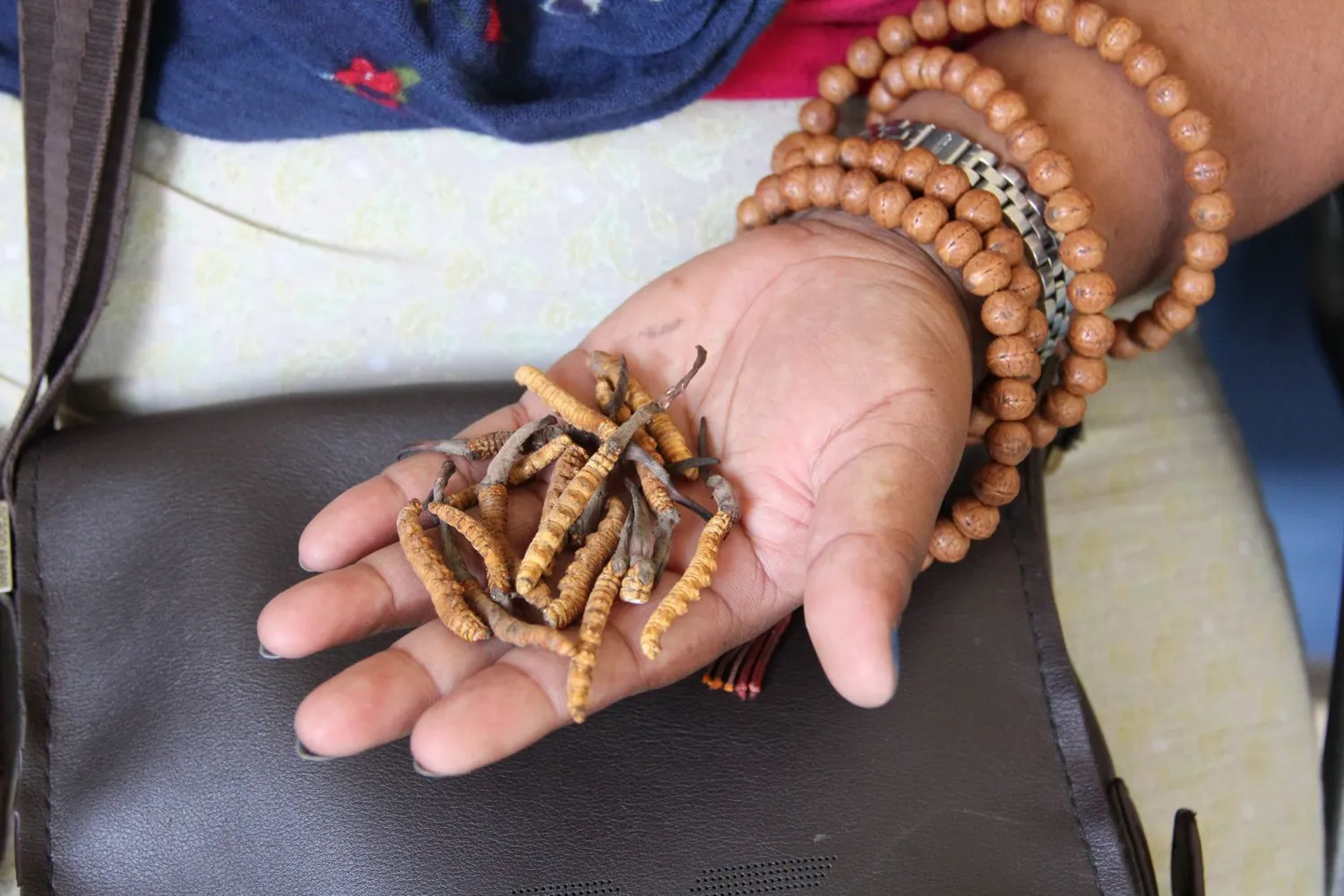 Ophiocordyceps sinensis grybai
