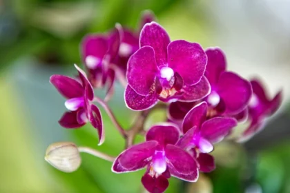Optimalus apšvietimas orchidėjoms