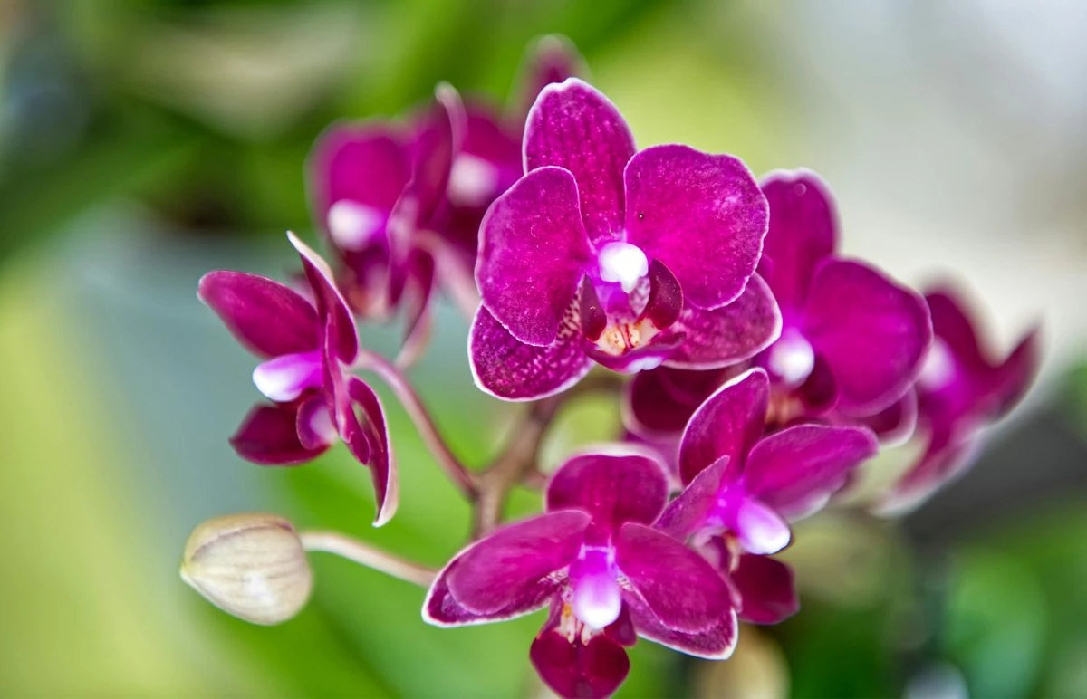 Optimalus apšvietimas orchidėjoms