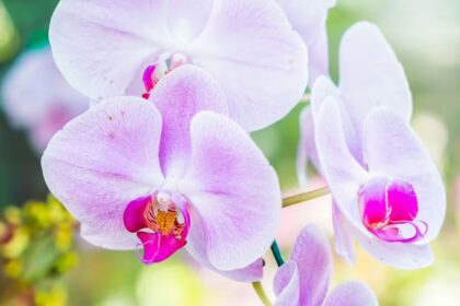 Orchidėja – kaprizingas grožis