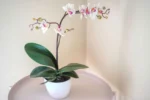 Orchidėjos žiedai