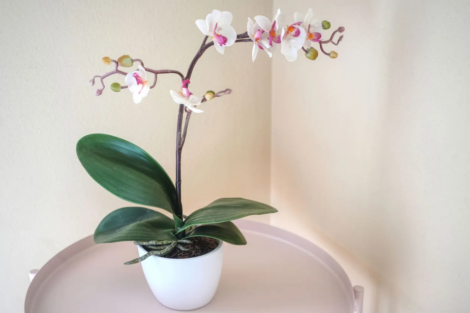 Orchidėjos žiedai