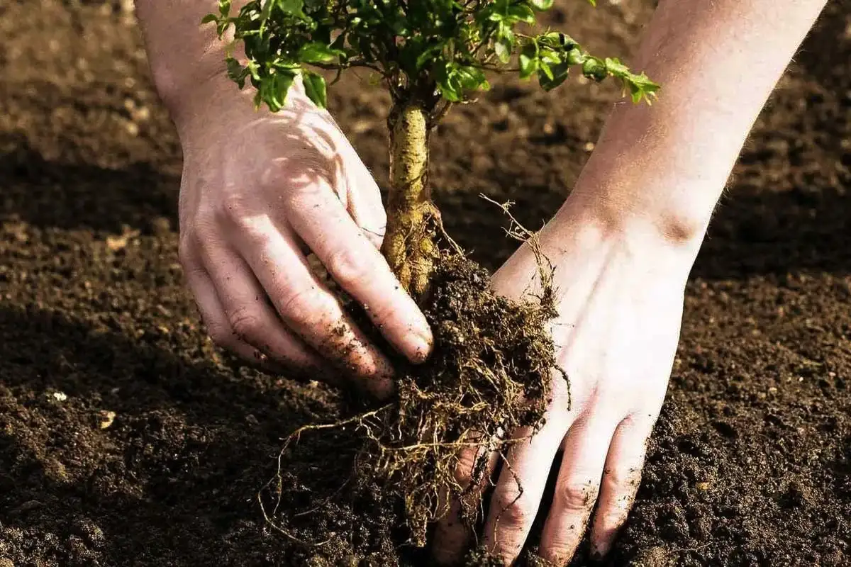 Palankiausias metas sodinti