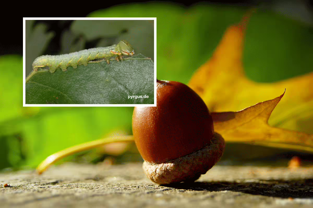 Peridea anceps