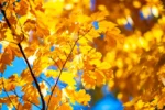 Pilnas rugsėjo horoskopas visiems Zodiako ženklams