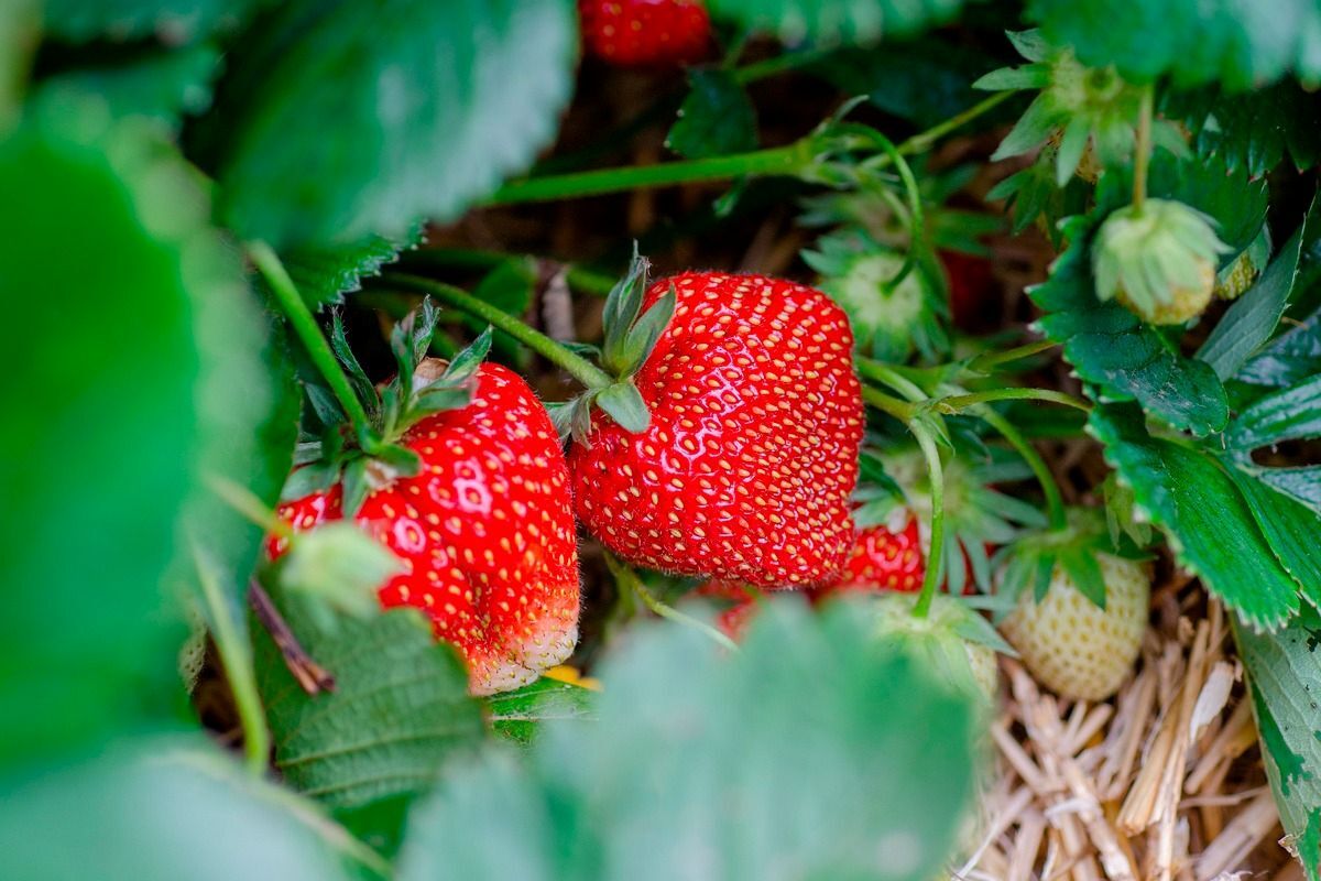 Pirmosios lietuviškos braškės