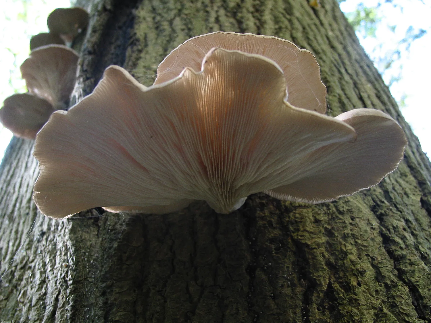 Pleurotus ostreatus / By voir ci-dessous / see below - Own work, CC BY 3.0, https://commons.wikimedia.org/w/index.php?curid=3330811