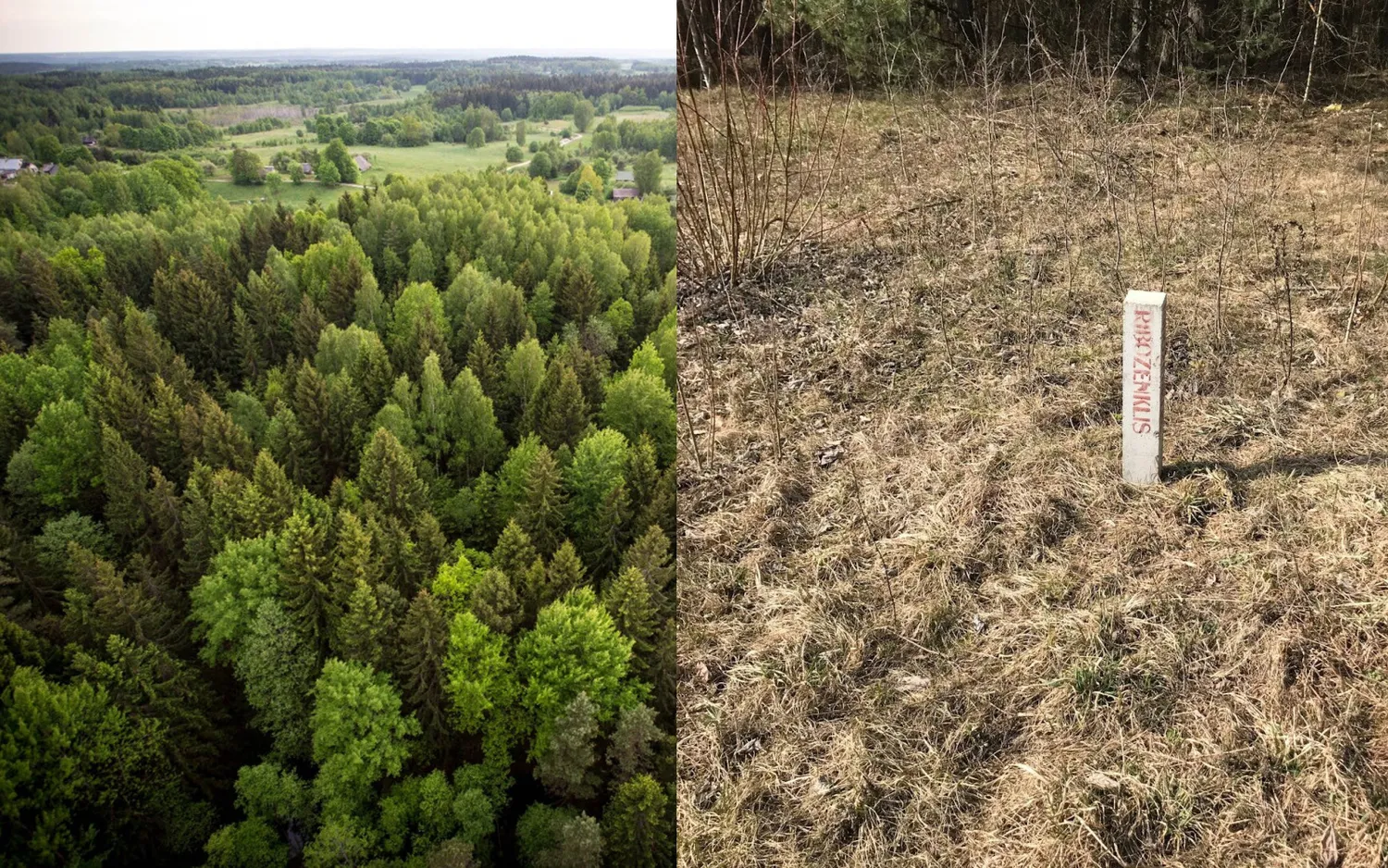 Riboženklis miške