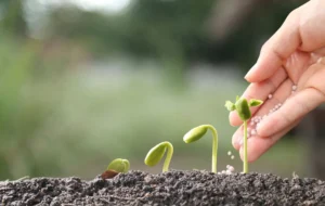 Sideratai - naudingi augalai žemei