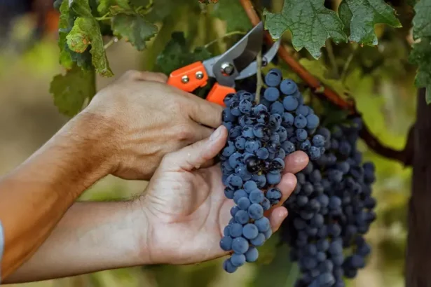 Skanios vynuogės rugpjūčio mėnesį