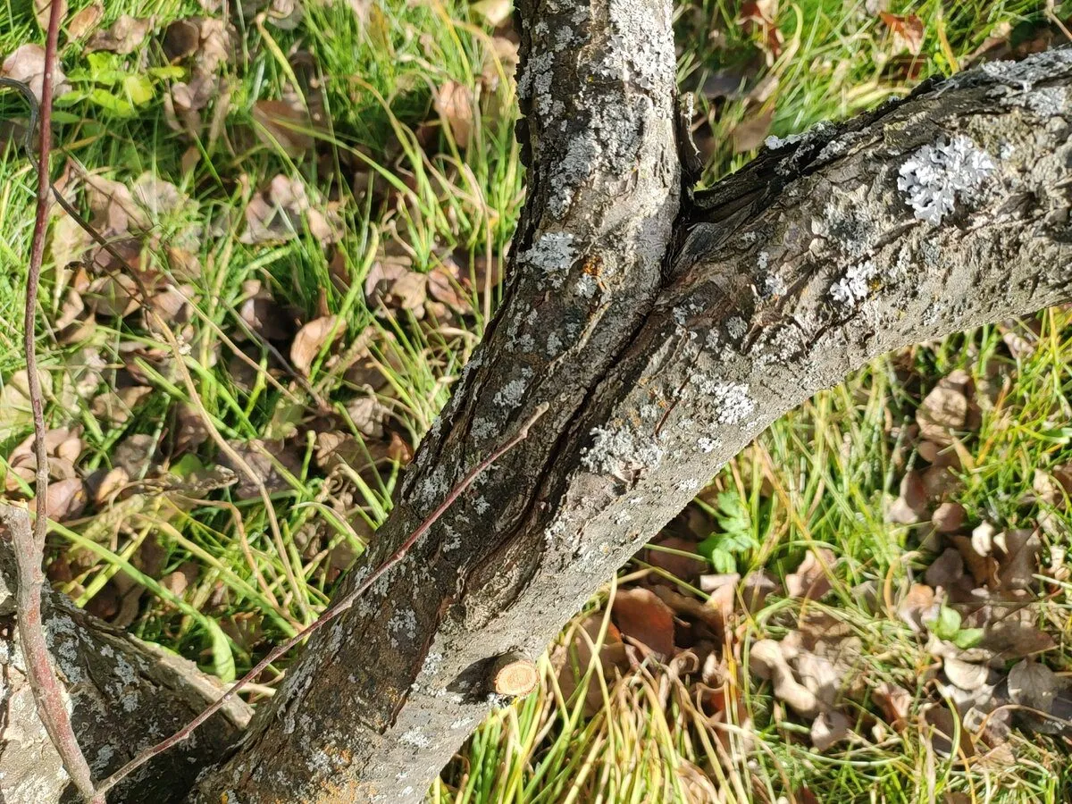 Sodininkai paaiškino, kaip apsaugoti medžius