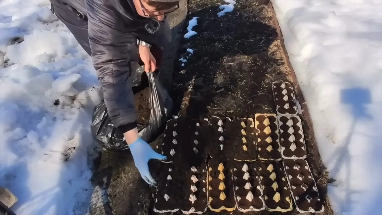 Sodininkai papasakojo, kaip sode naudoti kiaušinių padėklus