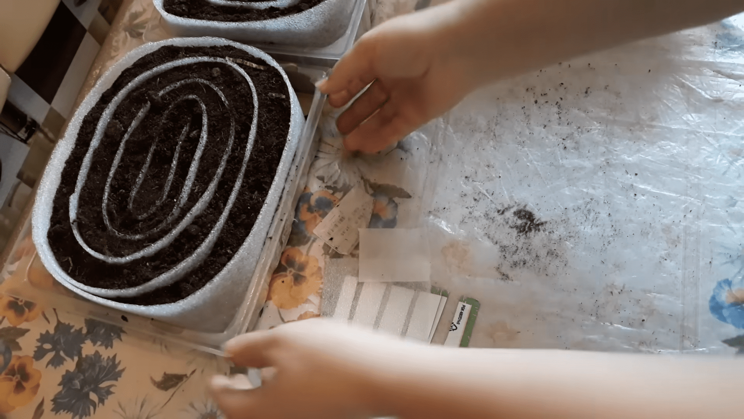 Sodininkai papasakojo, kaip sodinti sodinukus naudojant „sraigės“ metodą