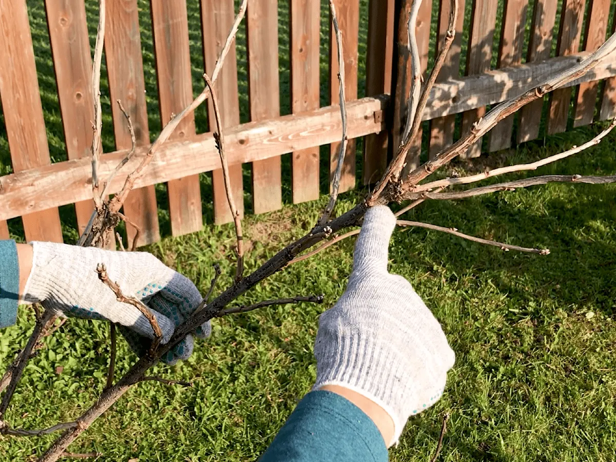 Sodininkai papasakojo, kaip tinkamai genėti serbentus, kad jie užaugtų dideli 2