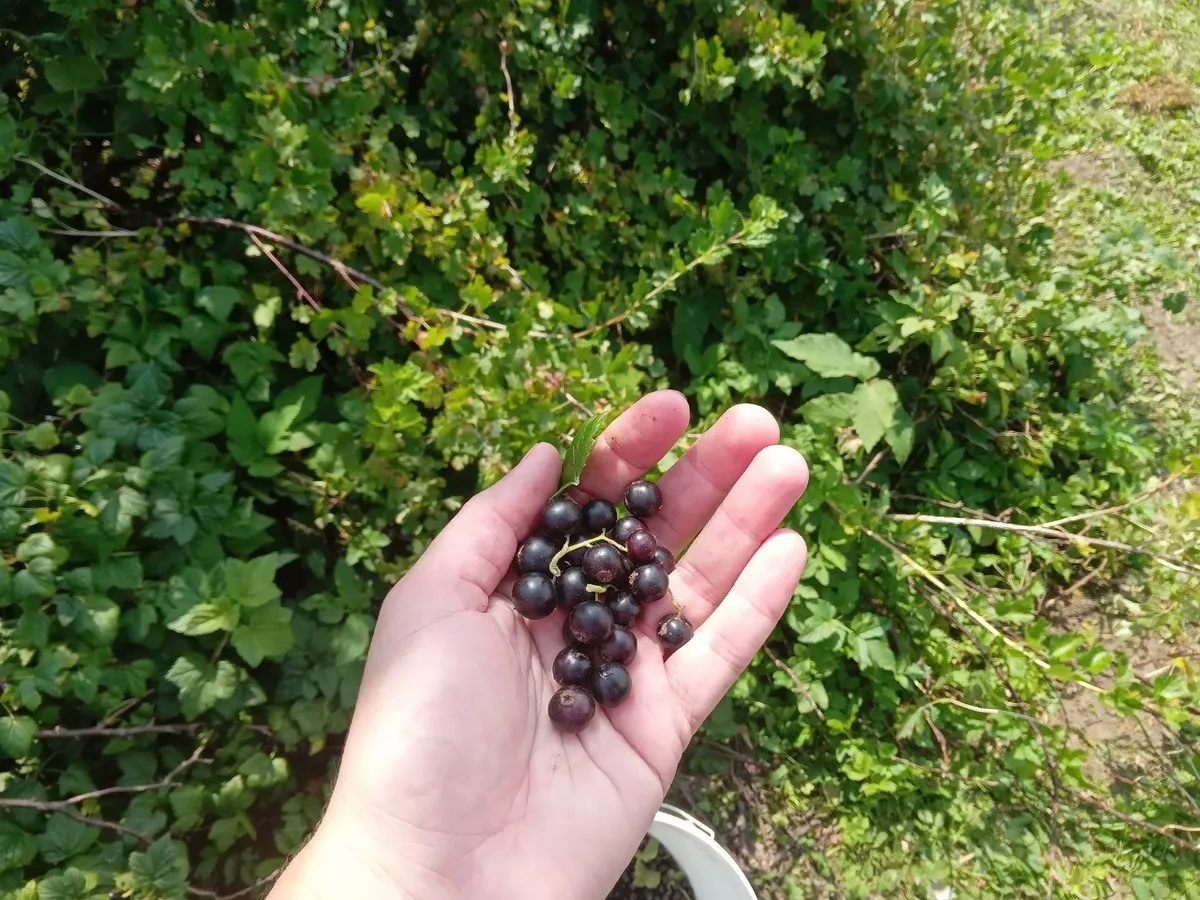 Sodininkai papasakojo, kaip tinkamai genėti serbentus, kad jie užaugtų dideli
