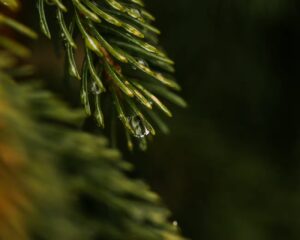 Spygliuočių laistymas vasarą