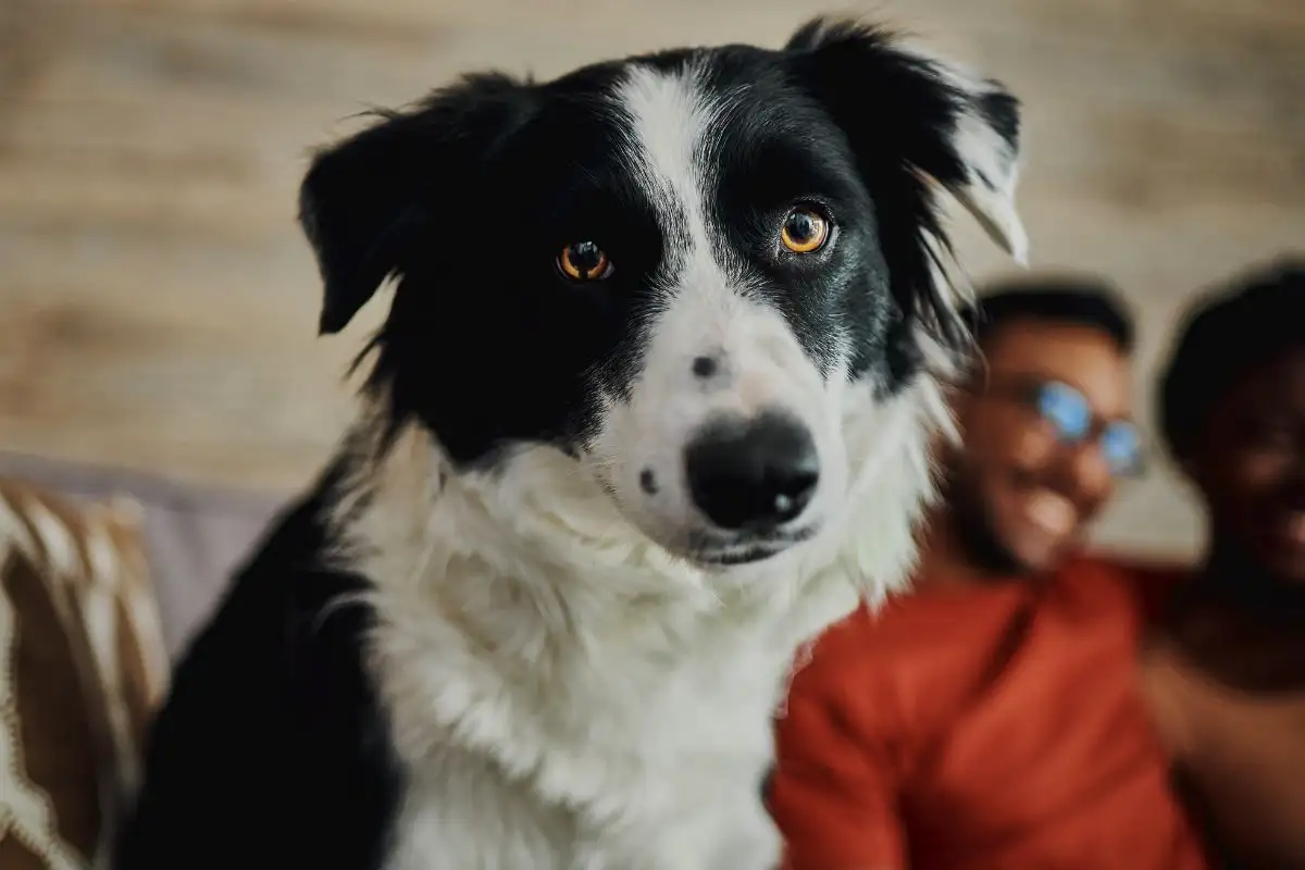 Šuo žiūrintis į jus