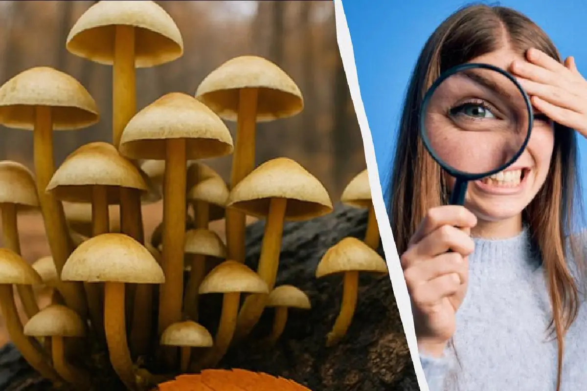 Suraskite 3 skirtumus