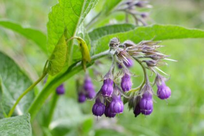 Symphytum officinale