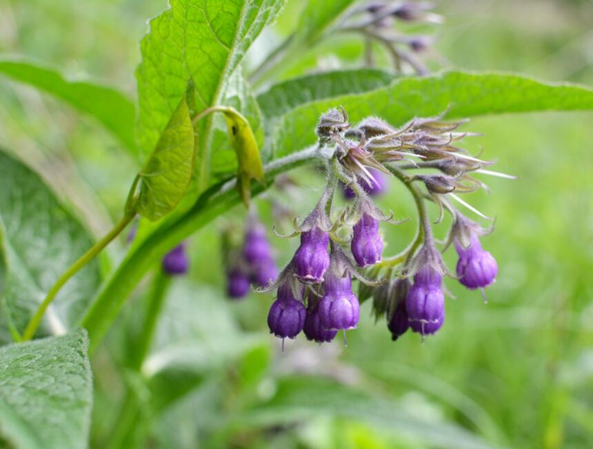 Symphytum officinale