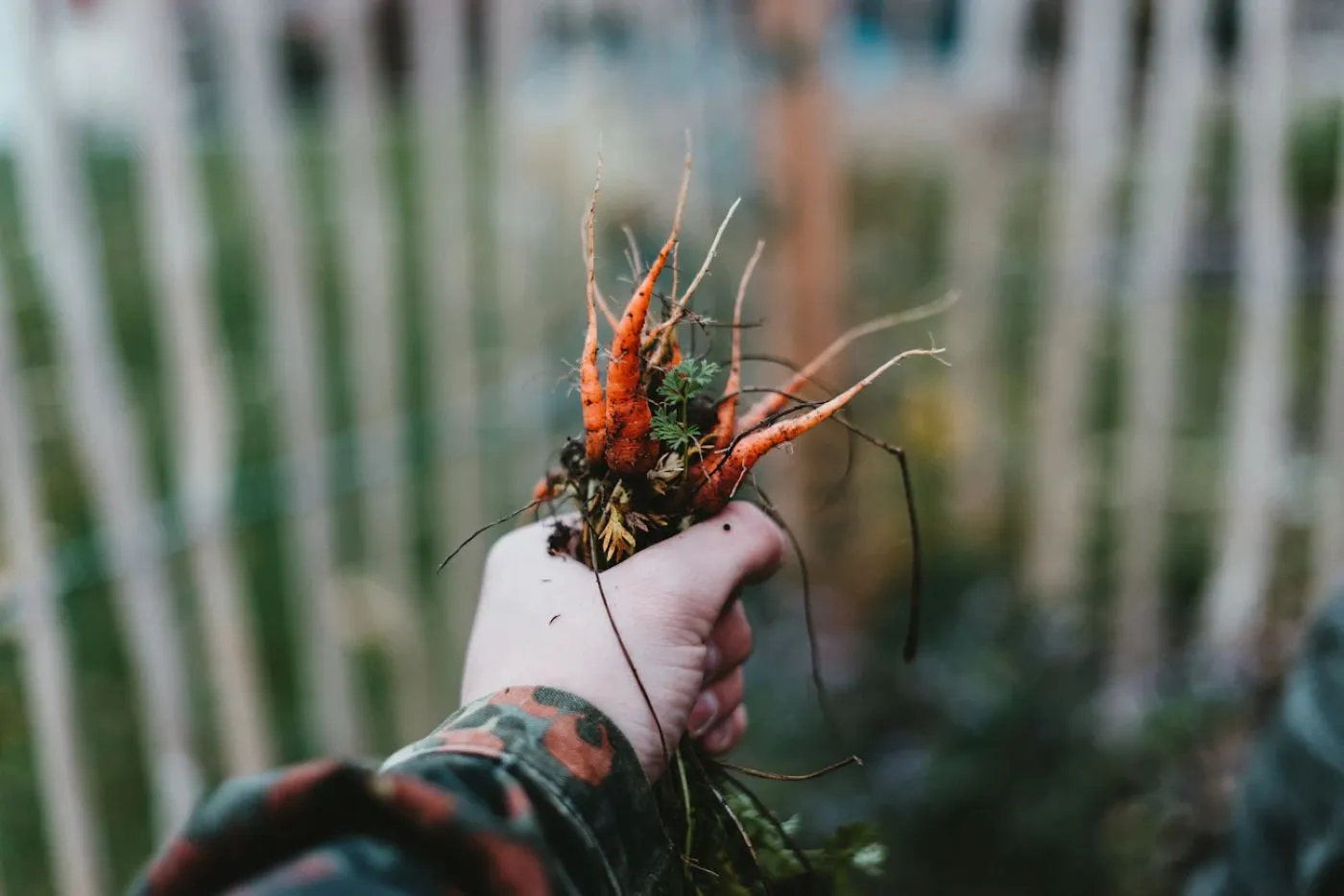Teisingas morkų laistymas rugpjūtį
