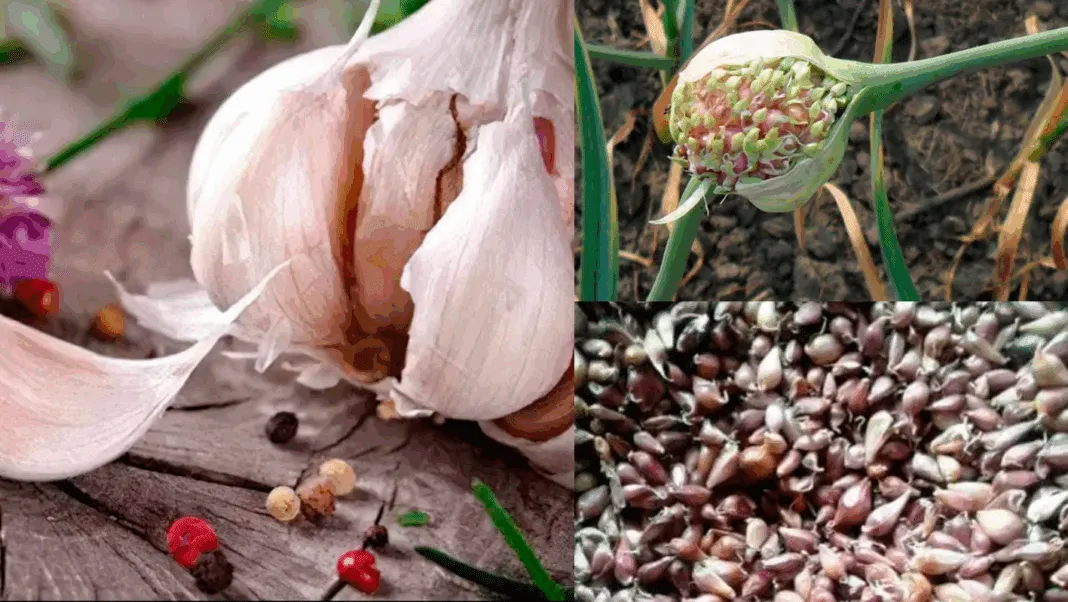 Tobulas česnakų sodinimas