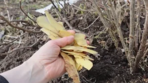 Trąšos iš bulvių lupenų