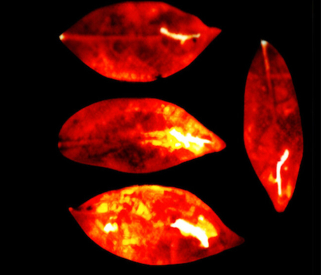 UPE emisijos iš keturių skėčių medžio lapų (Salari ir kt., J. Phys. Chem. Lett. , 2025).