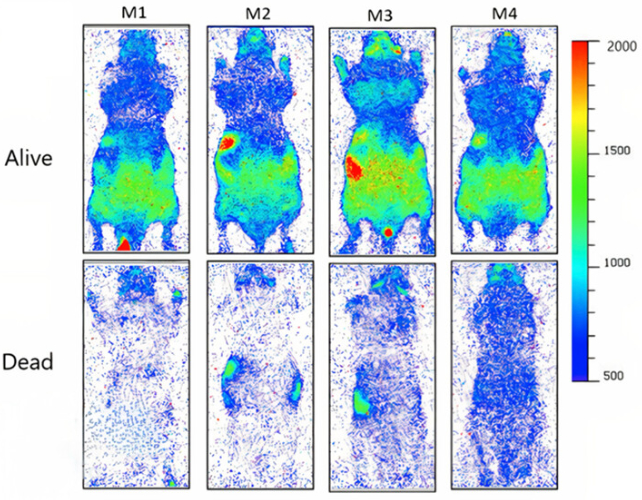 UPE emisijų kontrastas keturiose pelėse – gyvose (viršuje) ir negyvose (apačioje). (Salari ir kt., J. Phys. Chem. Lett. , 2025)