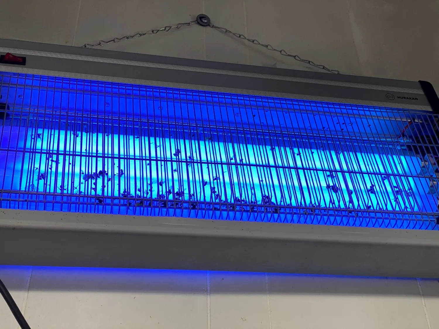UV šviesa