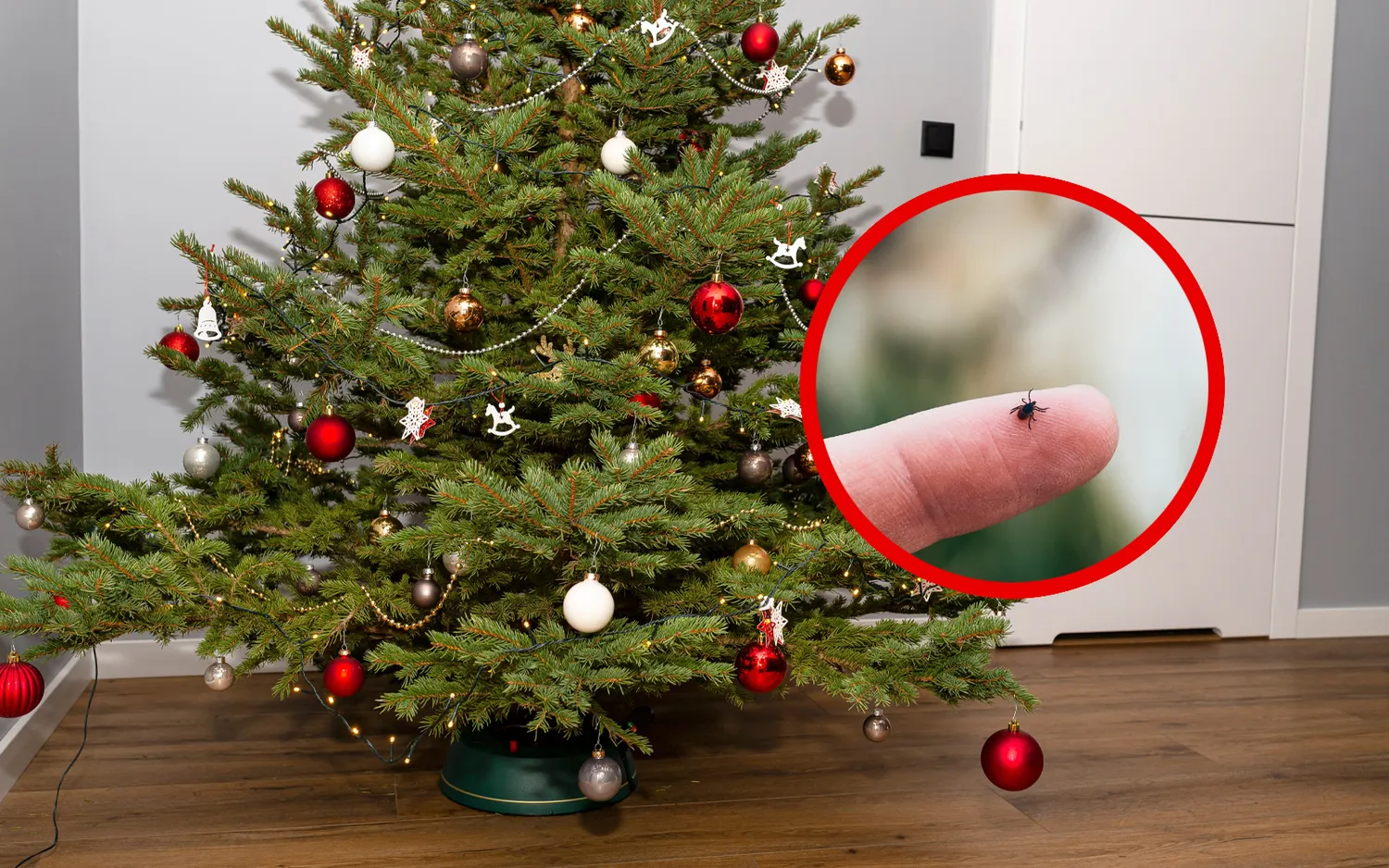 Vabzdžiai eglutėje