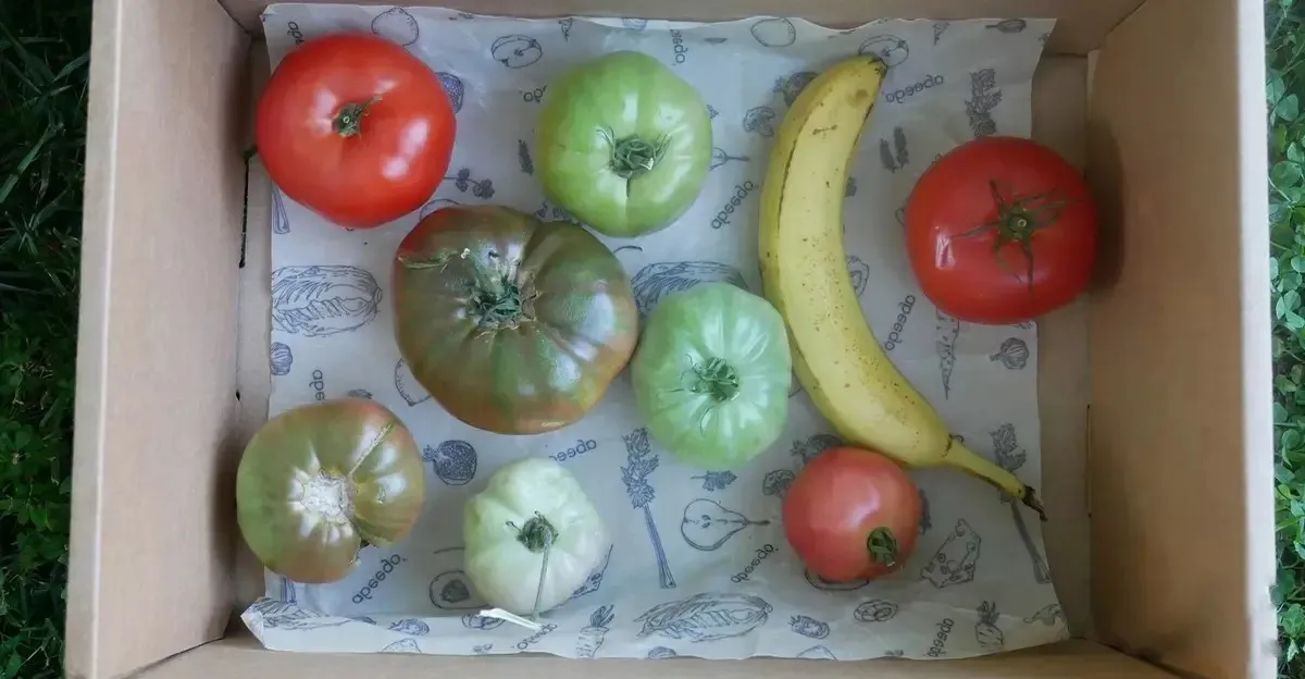 Vaisių ir daržovių nokinimas
