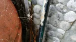 Vorai namuose