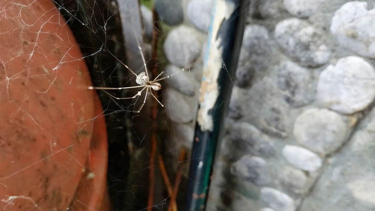 Vorai namuose