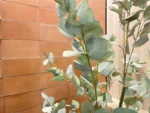Warm Eucalyptus