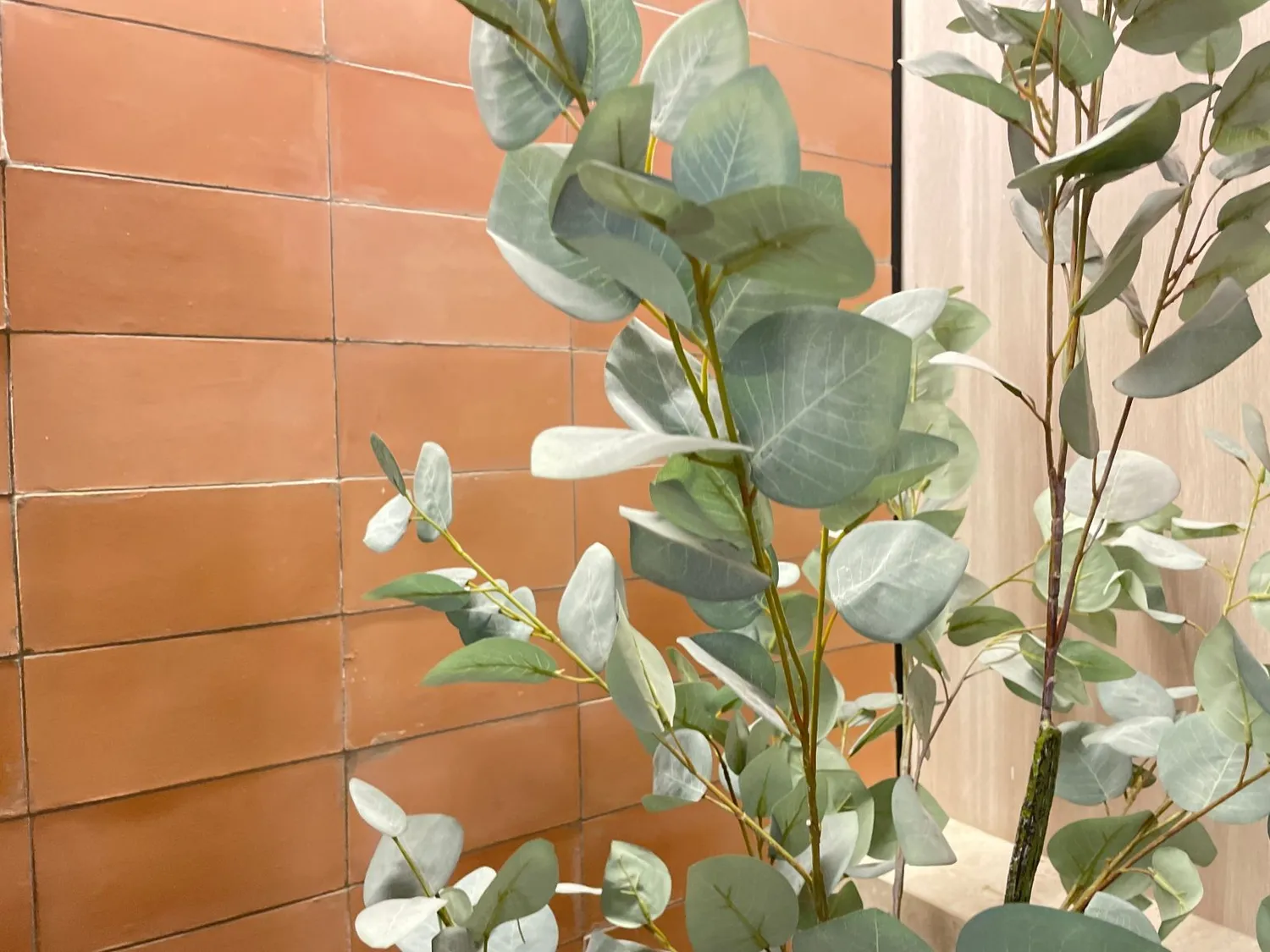Warm Eucalyptus