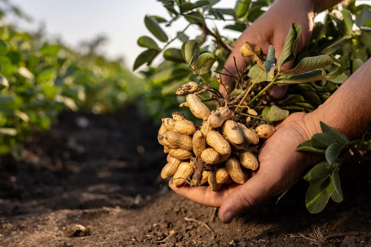 Žemės riešutų plantacijos