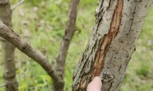 Žiemos mėnesiai sodininkams ne mažiau svarbūs nei pavasaris ar vasara