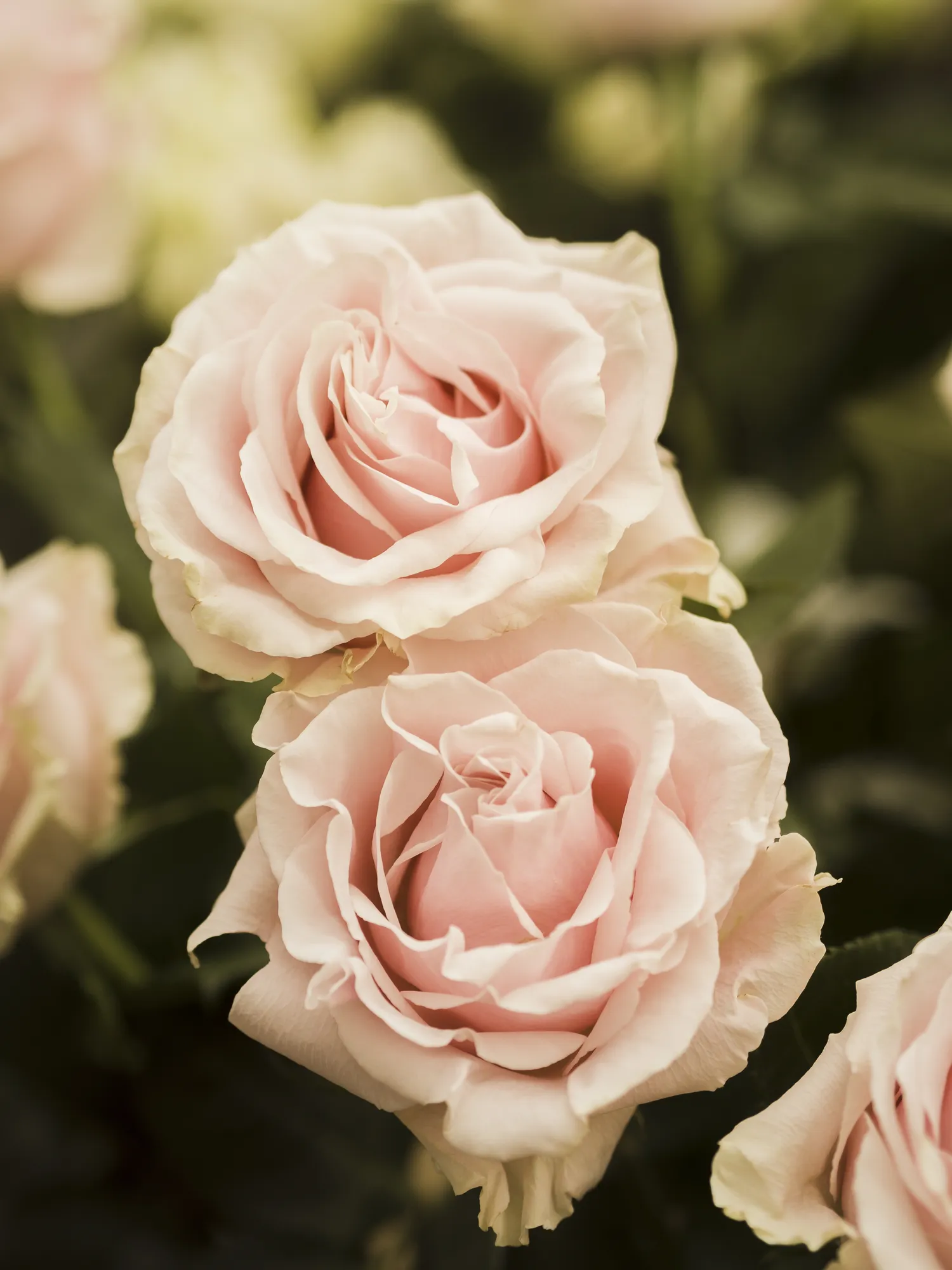 Pavasarį rožių pastogę būtina nuimti palaipsniui