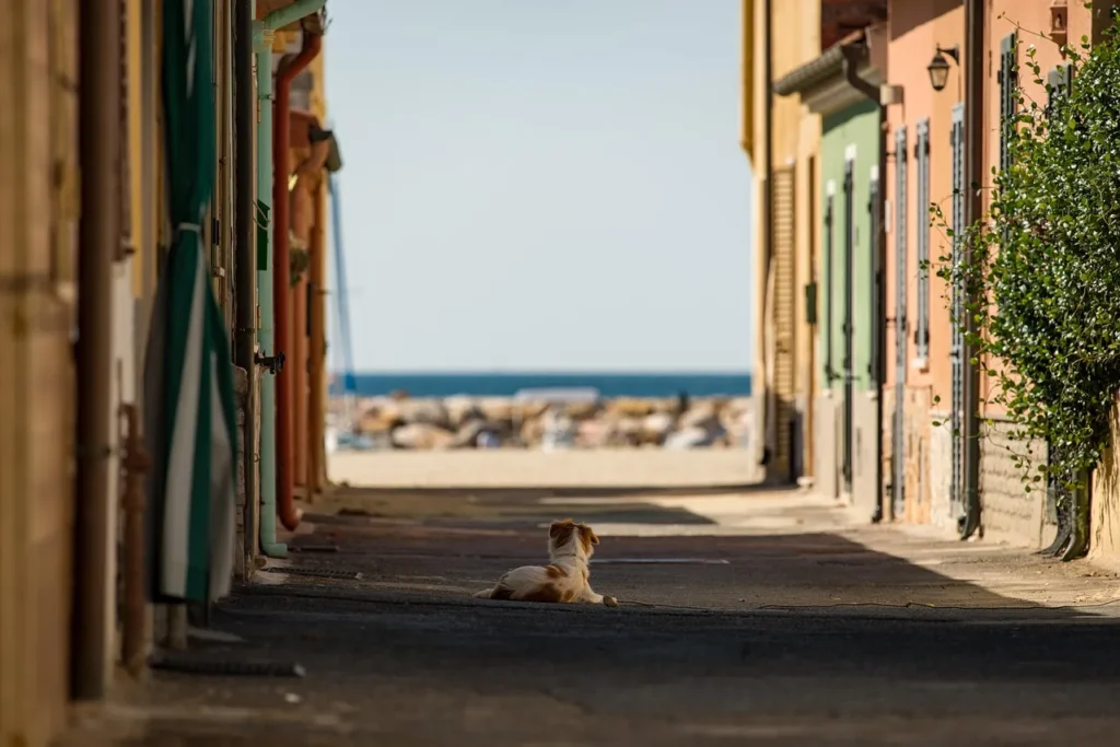 Šuo Miesto Gatvėje / Nuotrauka: PetrGanaj (Pixabay)