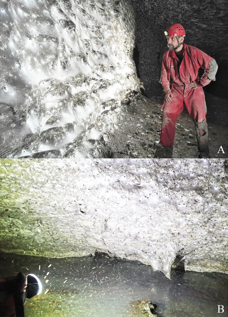 Žeme Atrasta Gigantiška Pavonė / Nuotrauka: t4.com.ua