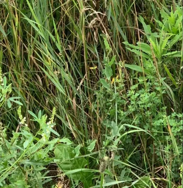 Optinė iliuzija: surask žiogą