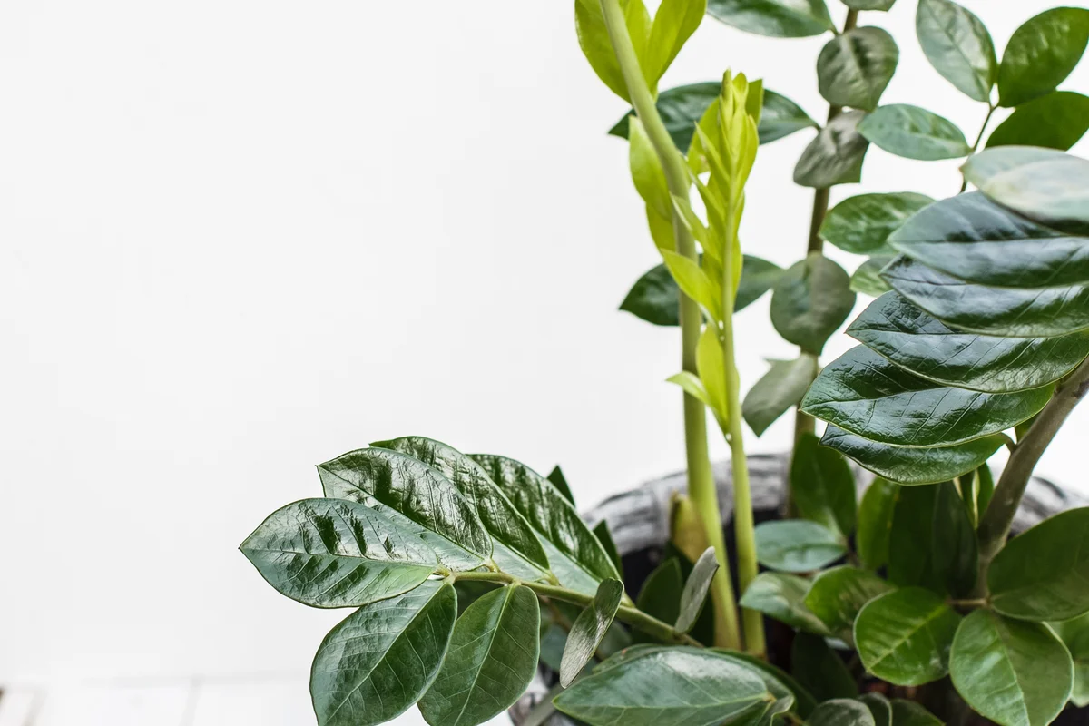 Zamiokulkui svarbi tinkama drėgmė