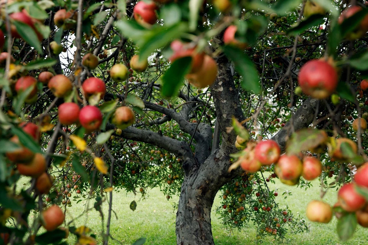 Yra keli aiškūs ženklai, kurie rodo, kad obelį reikia atjauninti