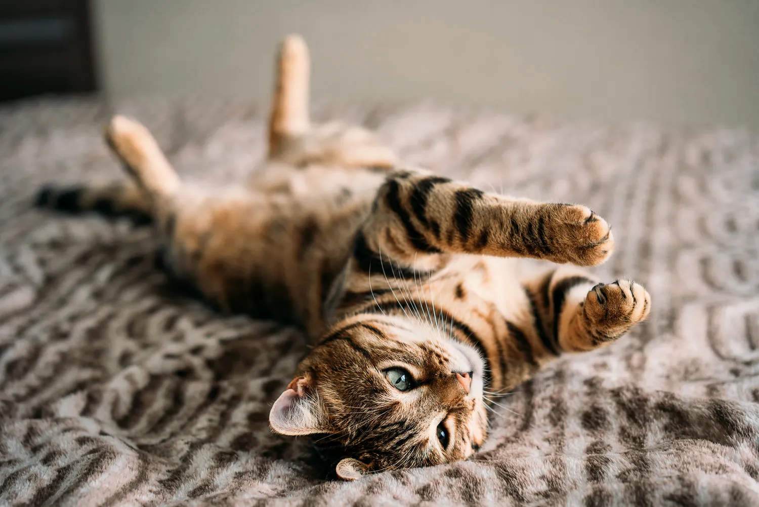 Katė kuri jaučiasi labai laiminga