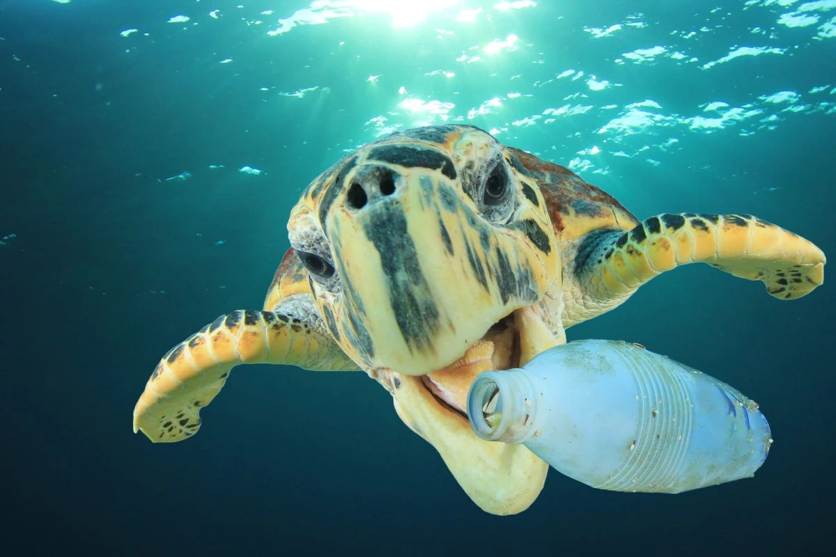 Plastikas vandenyne / / shutterstock.com/g/richcareyzim
