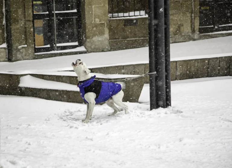 Šuo pririštas prie stulpo