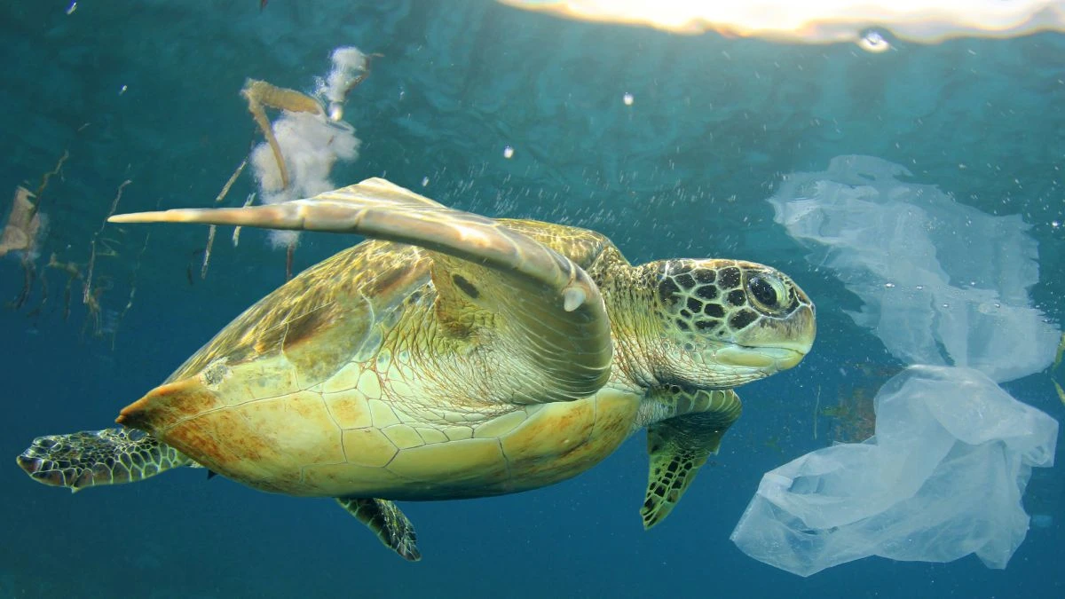 Vandenyne pilna plastiko / shutterstock.com/g/richcareyzim