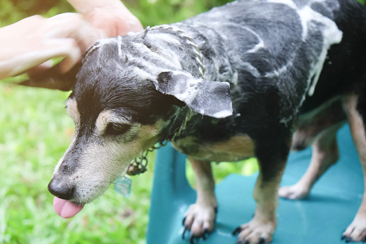 Šuo turi būti maudomas