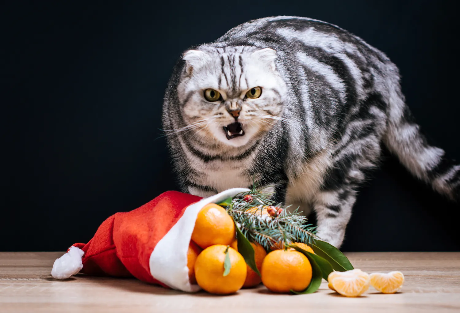 Katės nemėgsta mandarinų